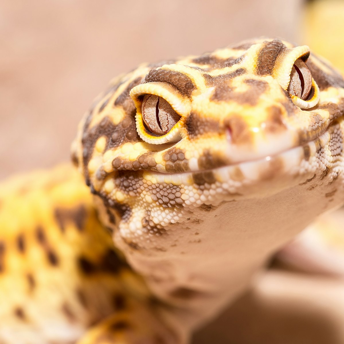 Reptiles