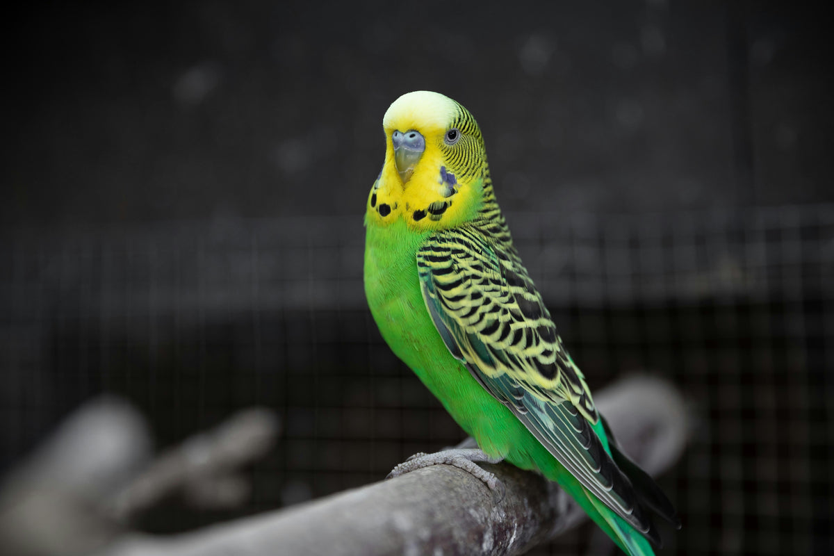 Pájaros
