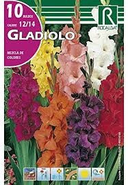 ROCALBA BULOS DE GLADIOLO MEZCLA DE COLORES