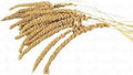 PLACIAS PANICET ESPIGA 300GR