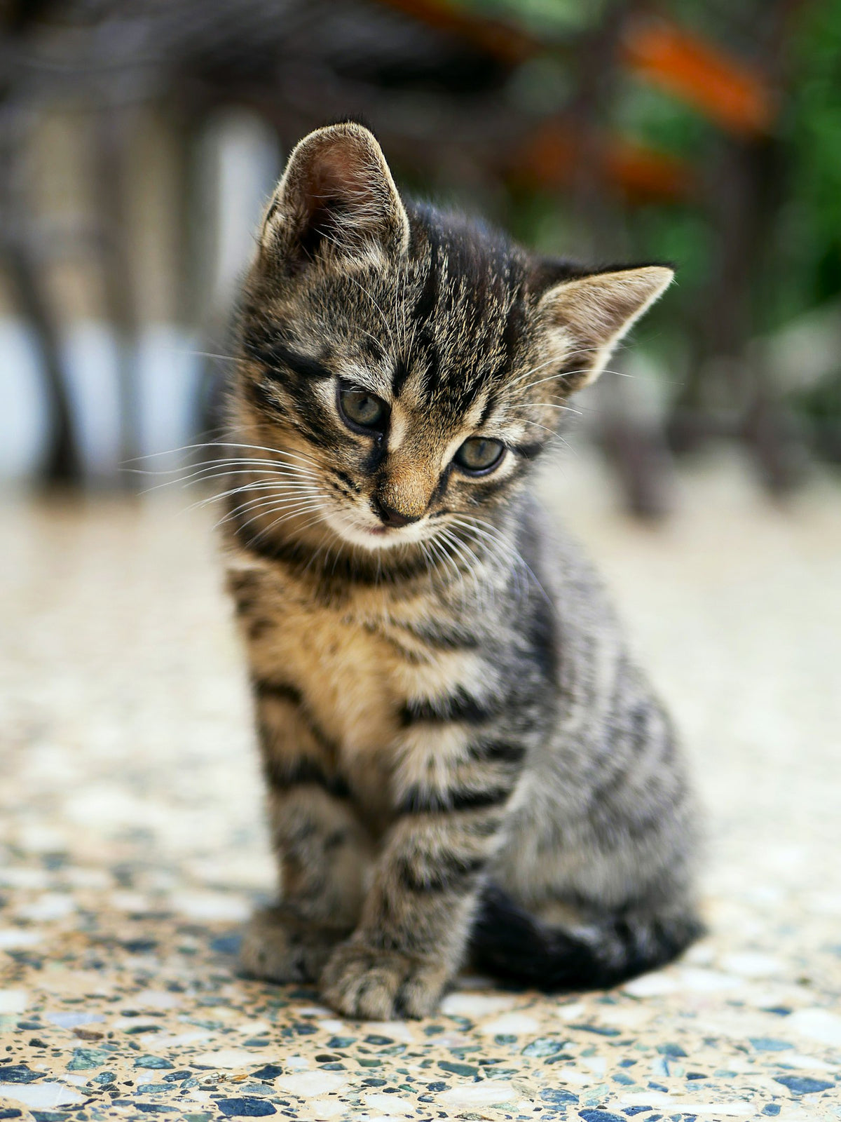 Gato amigable