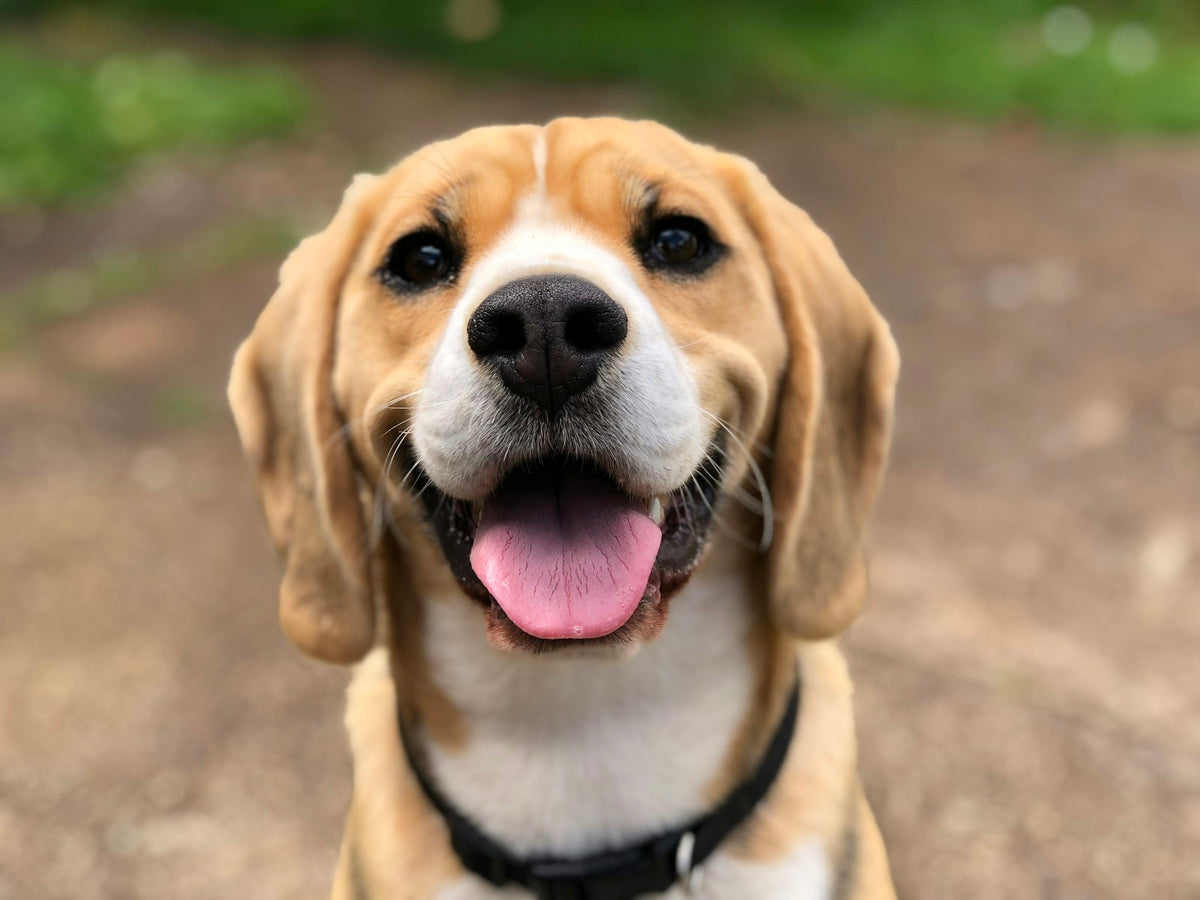 Perro amigable