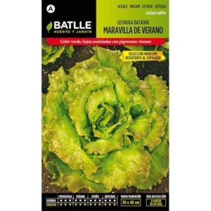 BATLLE LECHUGA BATAVIA MARAVILLA DE VERANO