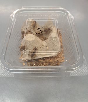 CAJA DE GRILLOS