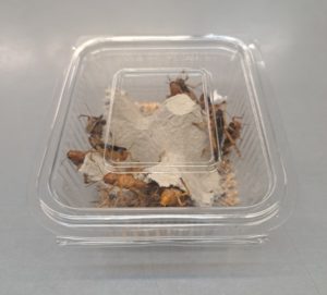 CAJA DE LANGOSTAS