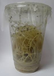 CAJA DE (VASO PLÁSTICO) DROSOPHILA