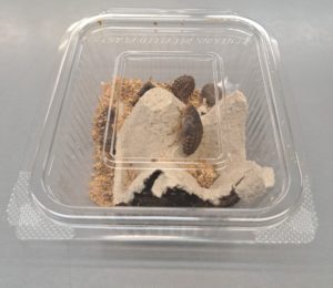 CAJA DE CUCARACHAS