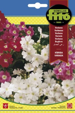 FITO VERBENA HIBRIDA VARIADA
