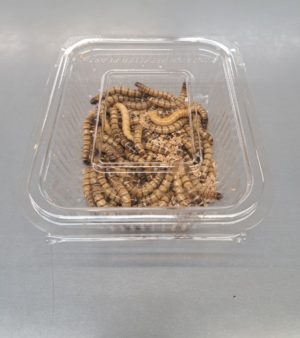 CAJA DE ZOPHOBA