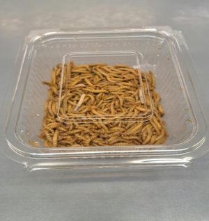 CAJA DE TENEBRIO
