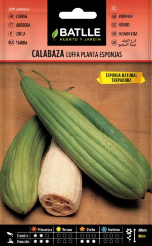 BATLLE CALABAZA LUFFA PLANTA ESPONJAS