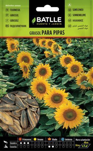 BATLLE GIRASOL PARA PIPAS