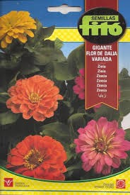 FITO ZINNIA GIGANTE FLOR DALIA VARIADA