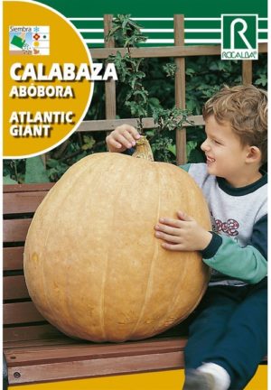 ROCALBA CALABAZA ABÓBORA ATLANTIC GIANT